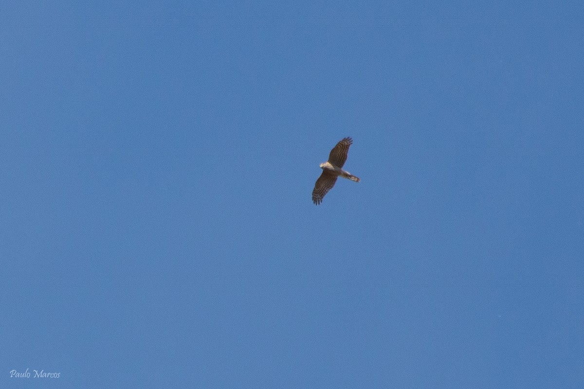 Eurasian Sparrowhawk - ML72713961