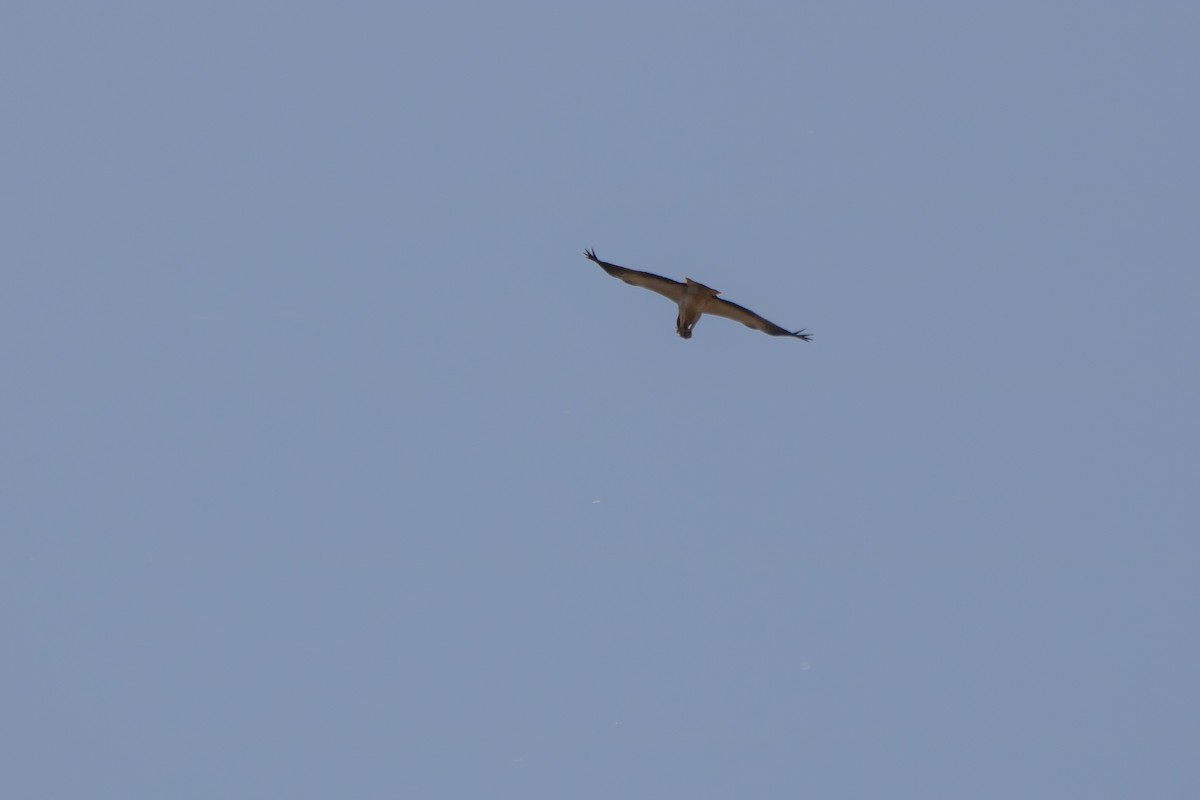 Booted Eagle - ML72714341