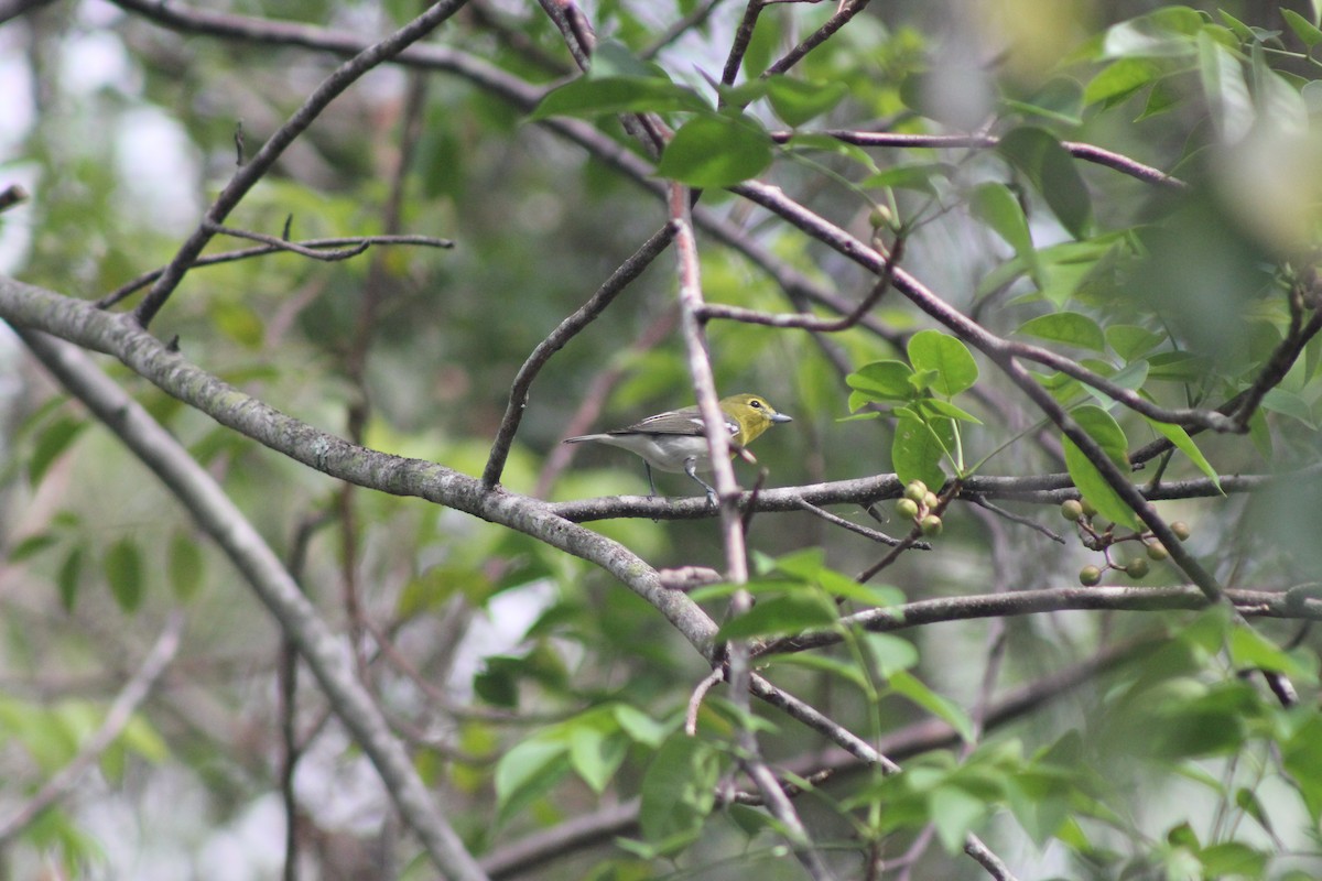 Yellow-throated Vireo - ML72714601