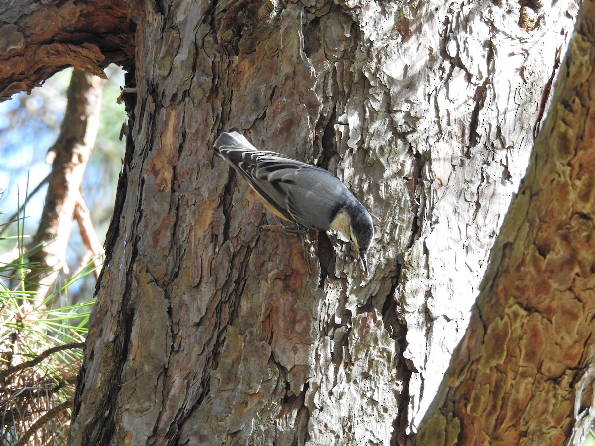 White-breasted Nuthatch - ML72715181
