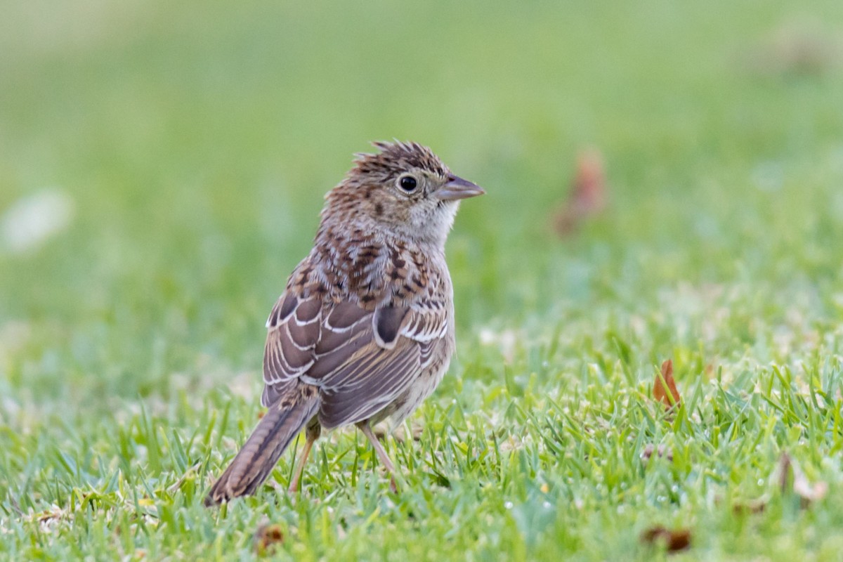 Cassin's Sparrow - ML72716121