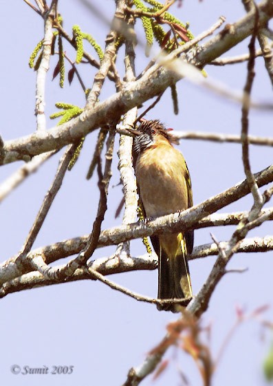 Mountain Bulbul - ML727162