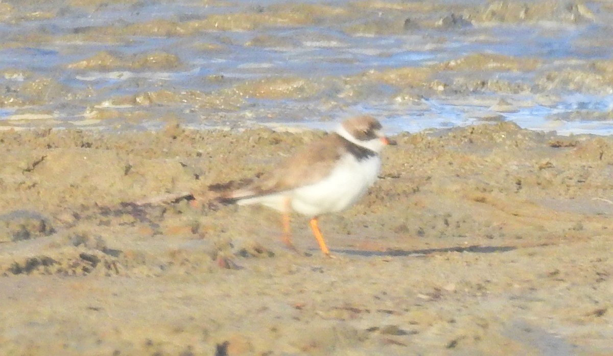 Semipalmated Plover - James Bozeman