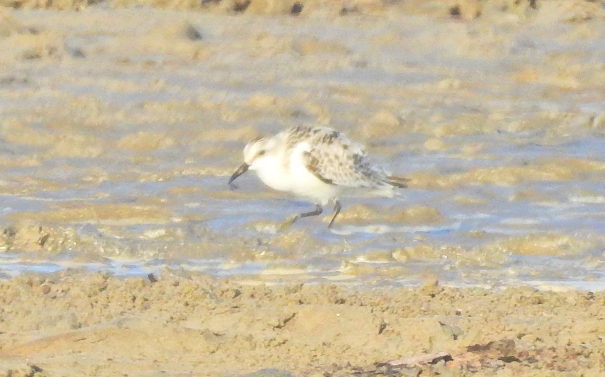 Bécasseau sanderling - ML72716891