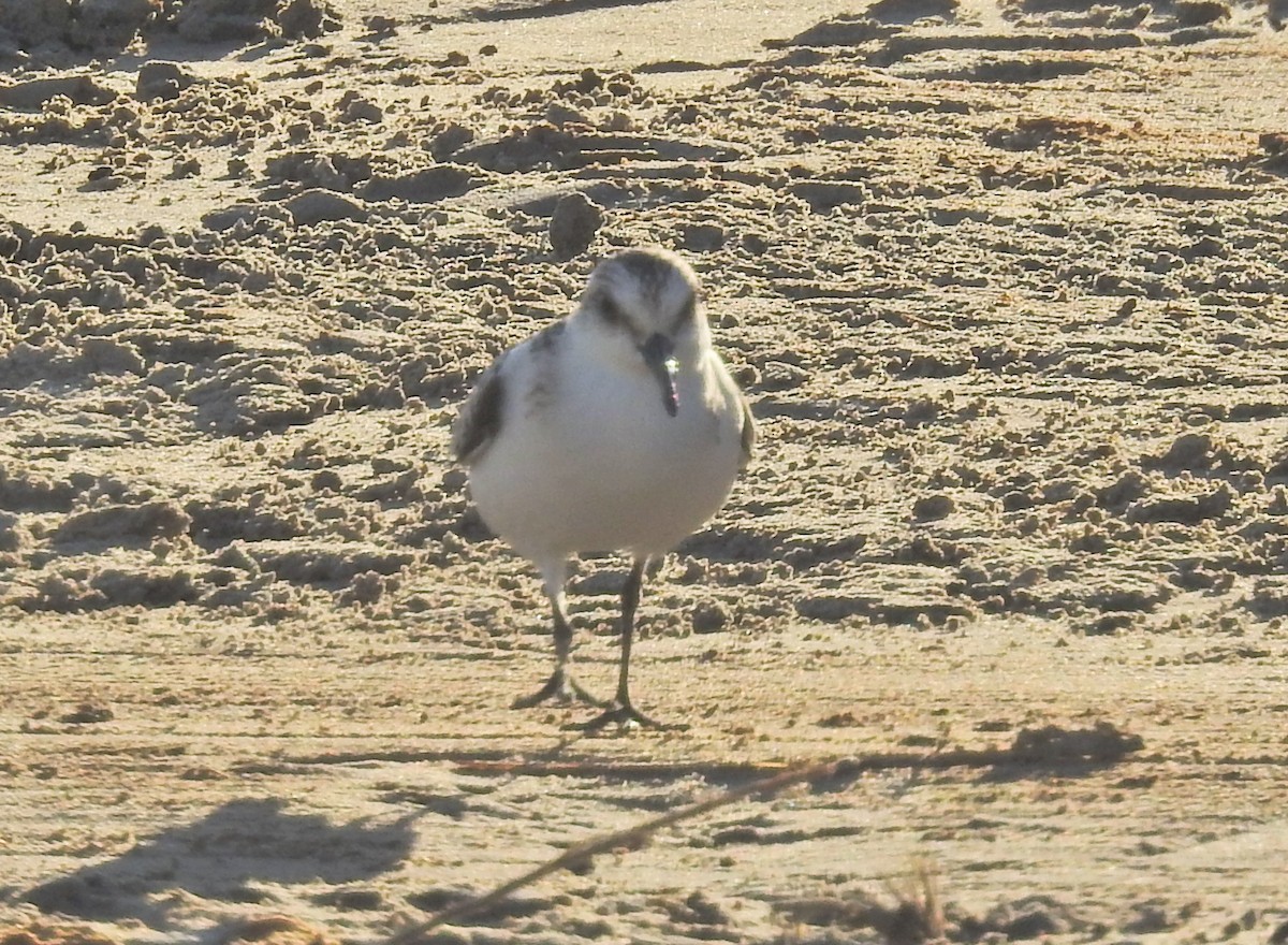 Bécasseau sanderling - ML72716921