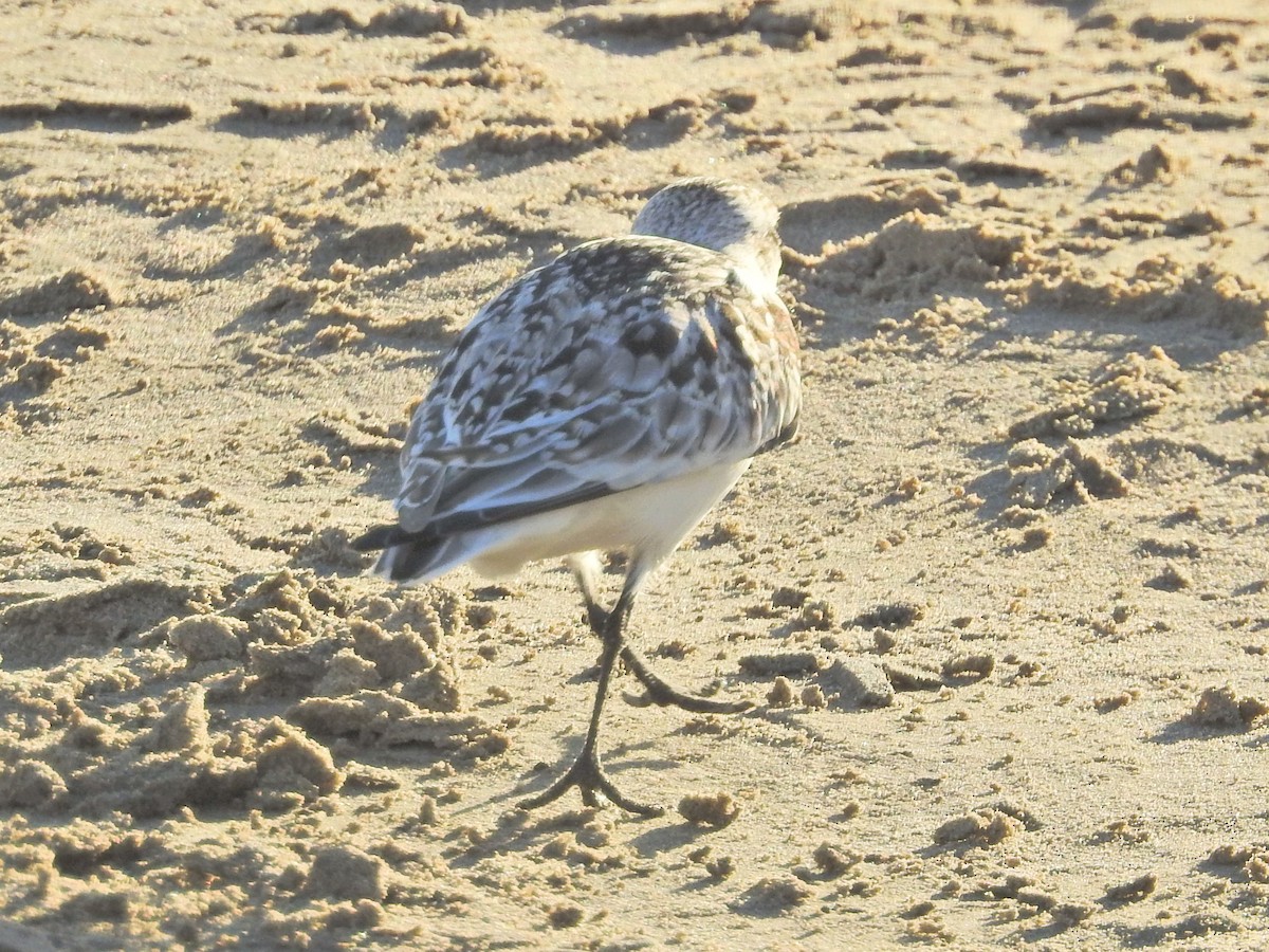 Bécasseau sanderling - ML72716941