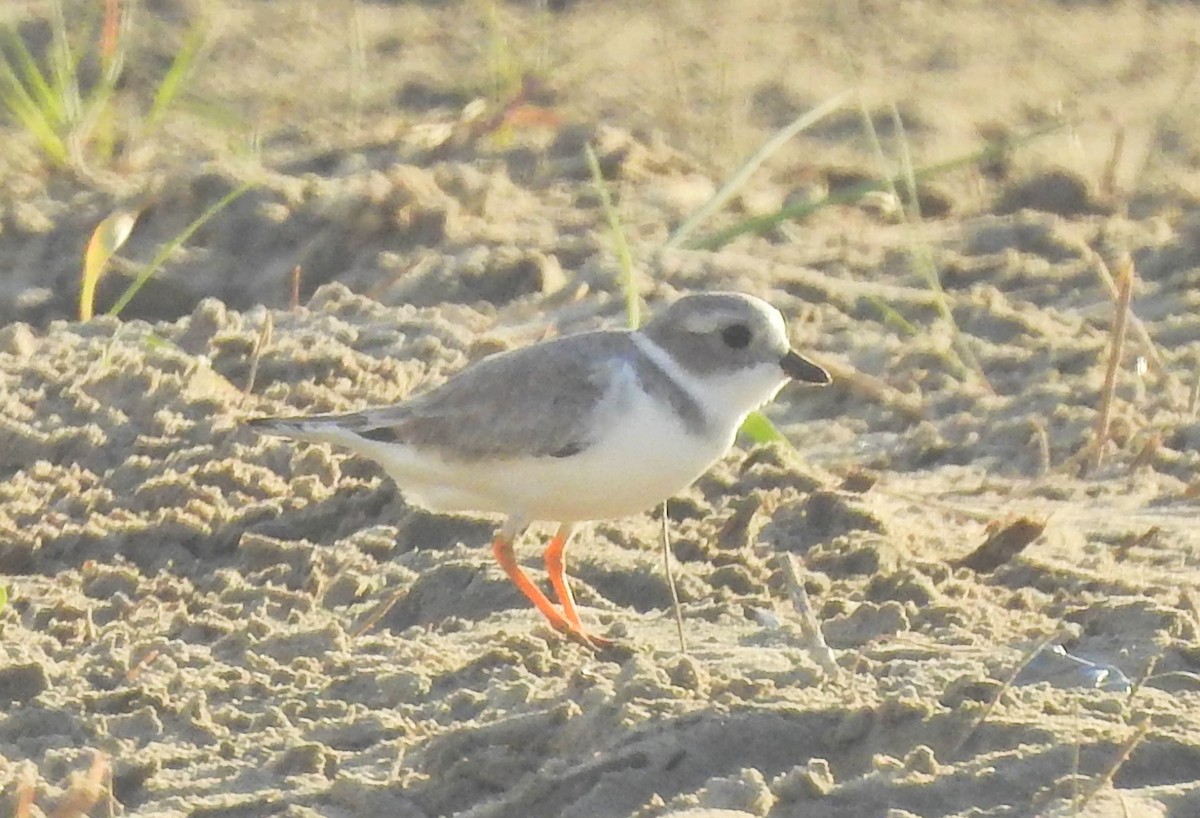 Piping Plover - ML72717201
