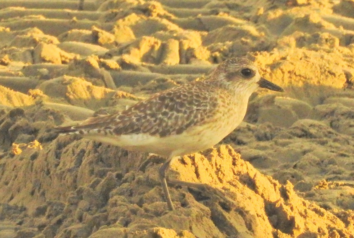 Black-bellied Plover - ML72718151