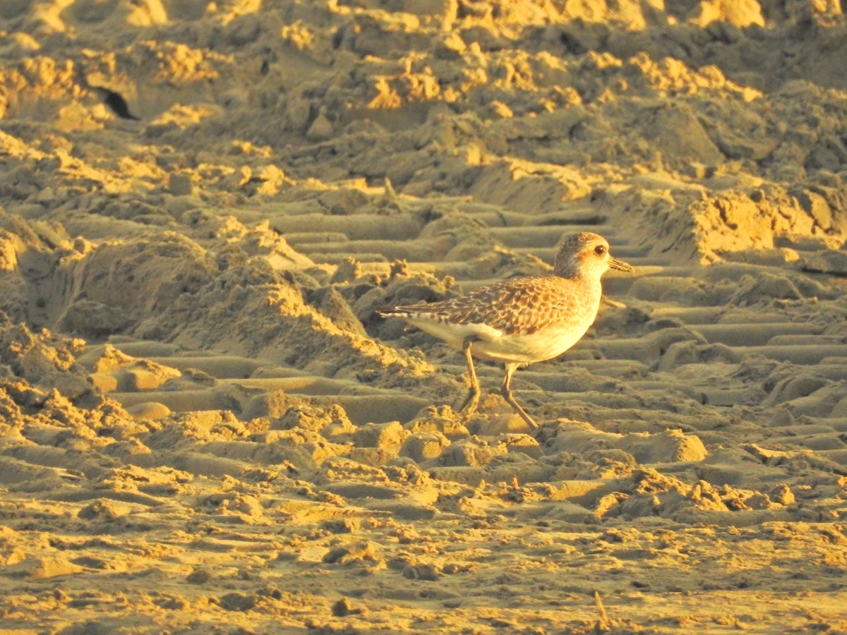 Black-bellied Plover - ML72718181