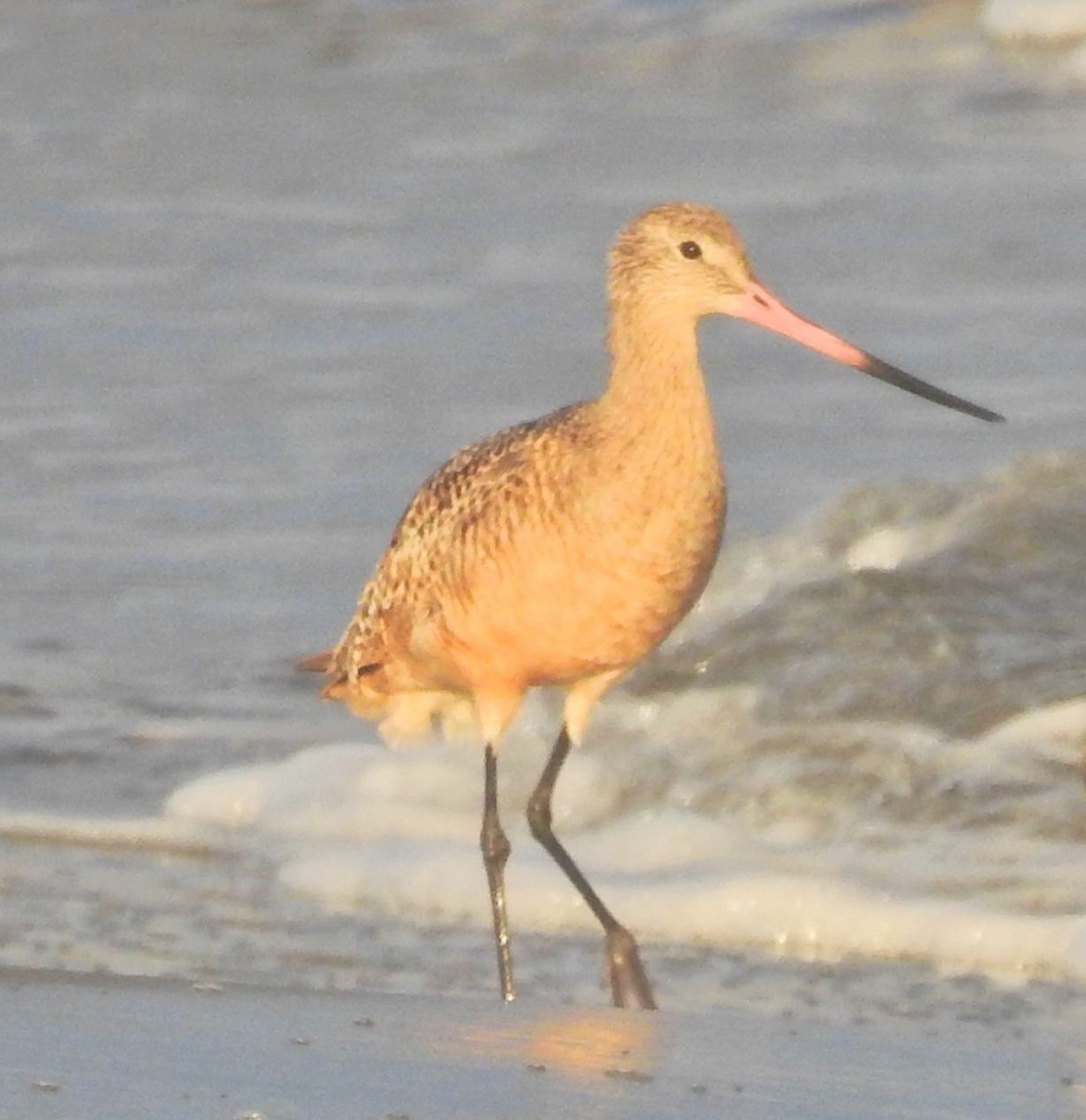 Marbled Godwit - ML72718221