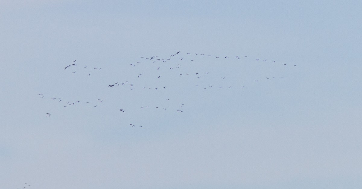 Cormorán Orejudo - ML72718591