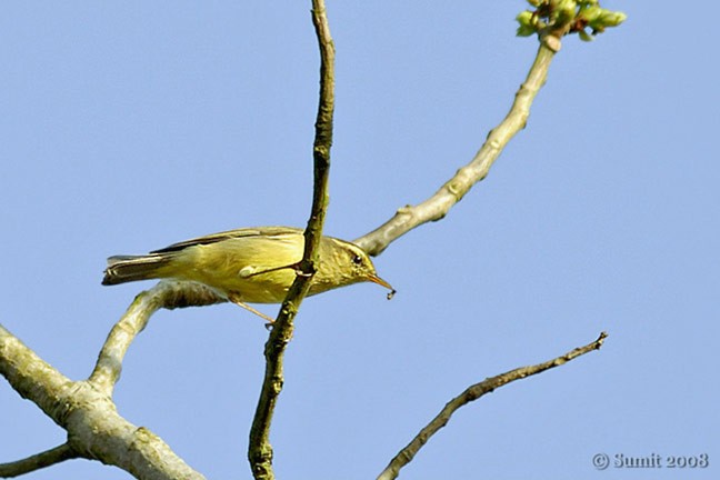 Himalajalaubsänger (affinis/perflavus) - ML727191
