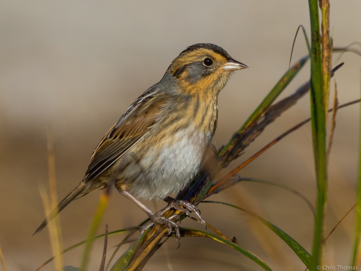 Nelson's Sparrow - Chris Thomas