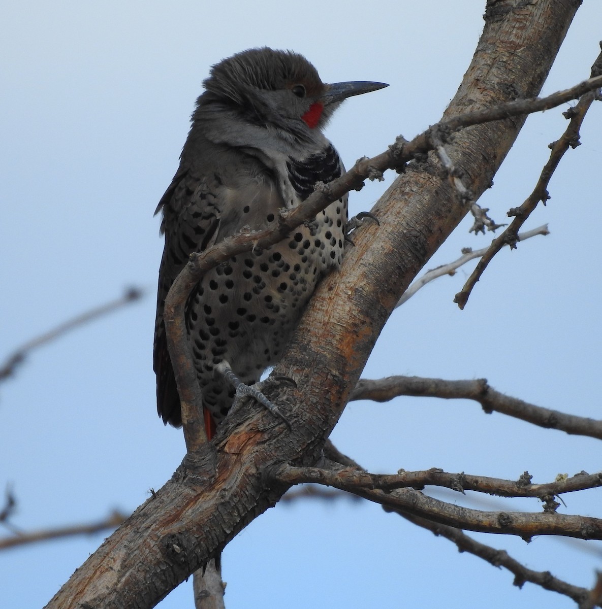 Northern Flicker (Red-shafted) - ML72720031