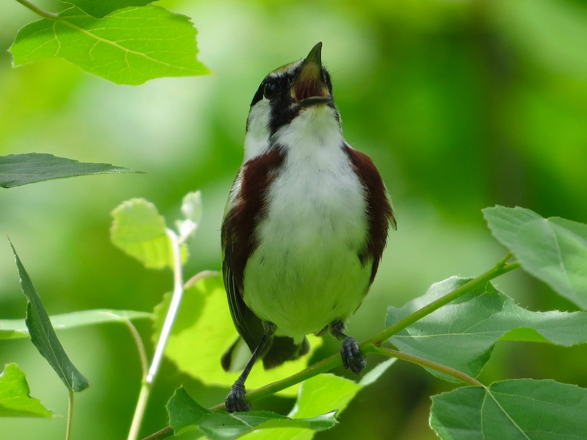 Chestnut-sided Warbler - ML72720981