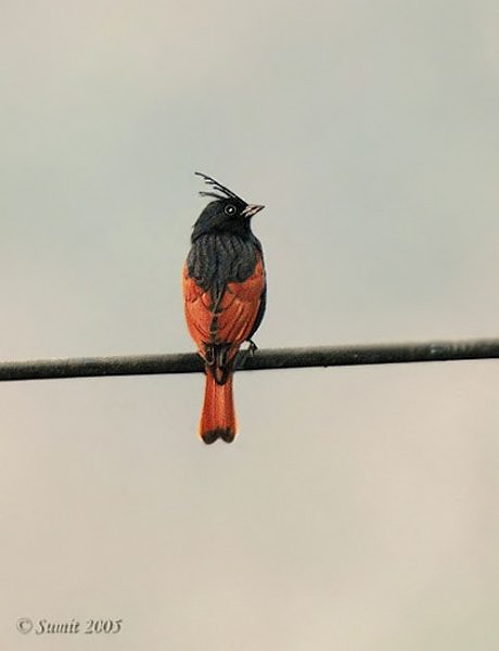 Crested Bunting - ML727212