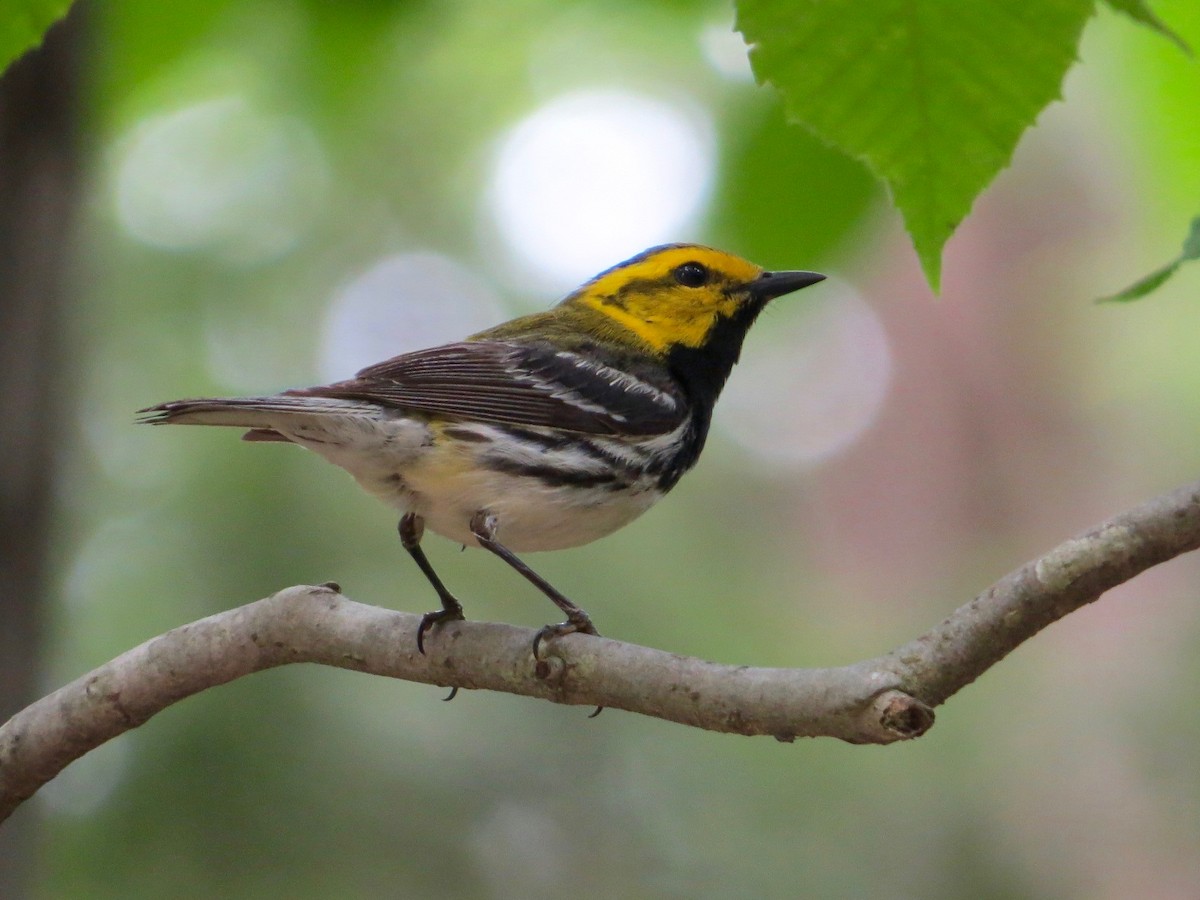 Black-throated Green Warbler - ML72721511