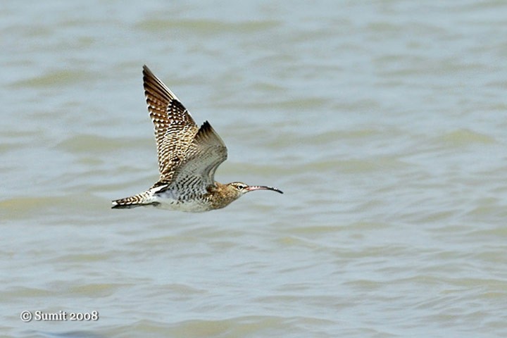 Whimbrel - Sumit Sen