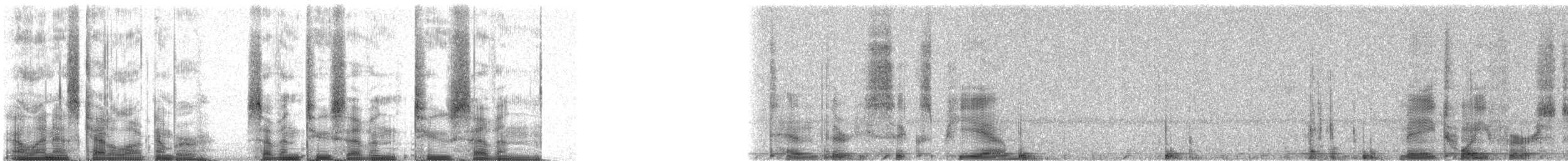 Common Loon - ML72727