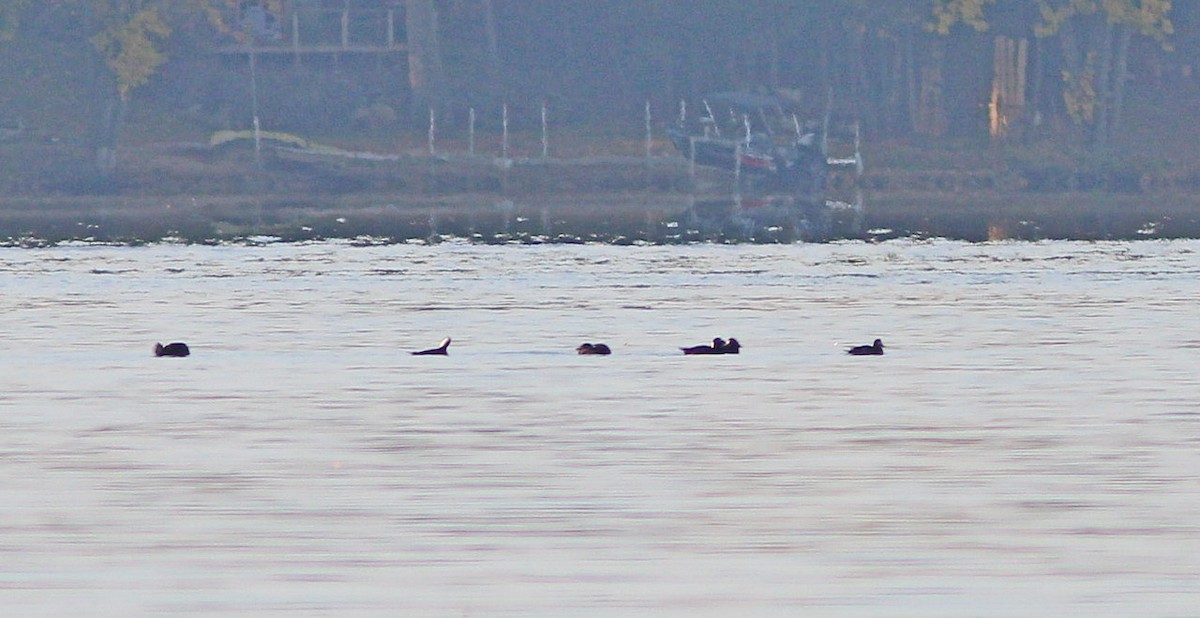 Surf Scoter - Yves Gauthier (Mtl)