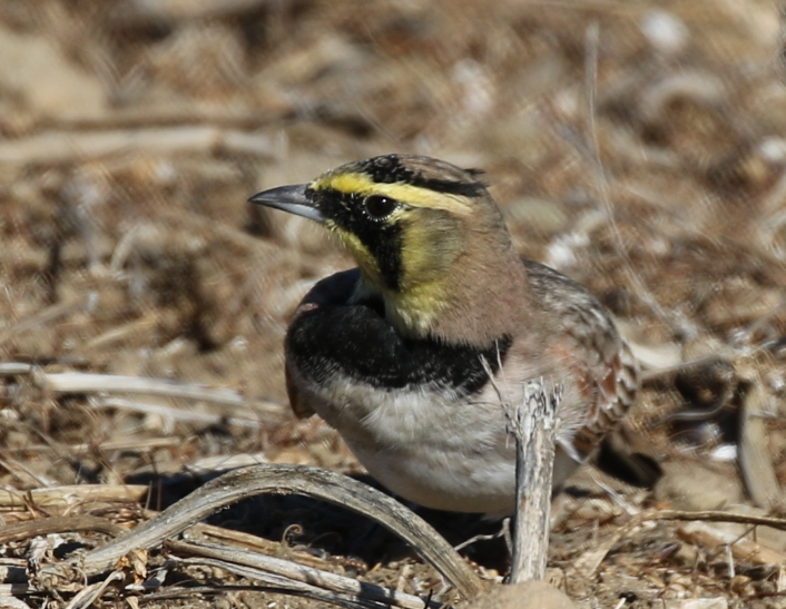 Horned Lark - C. Jackson