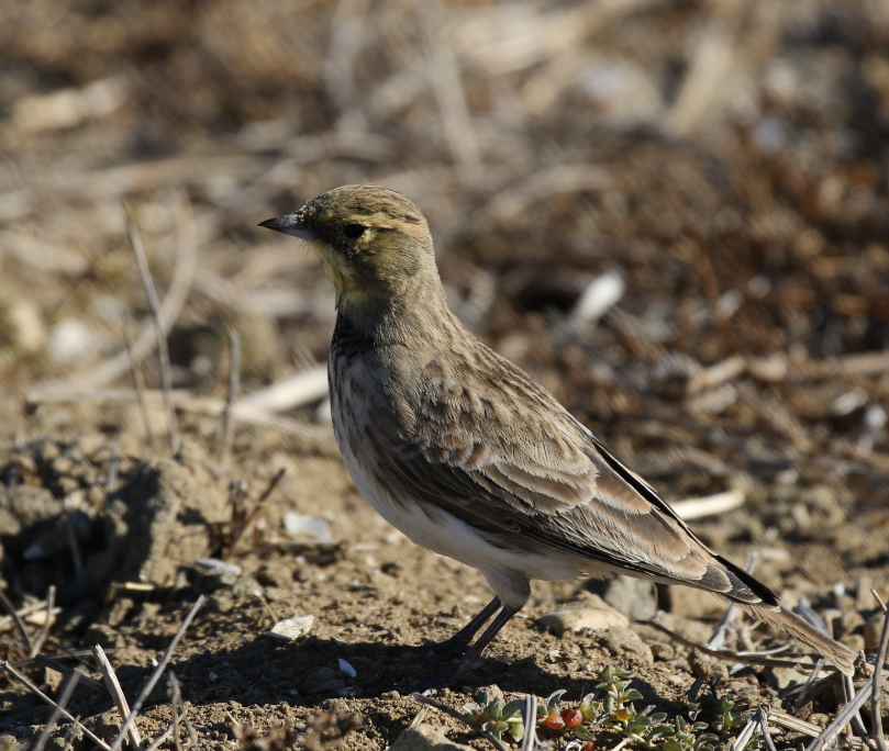 Horned Lark - C. Jackson