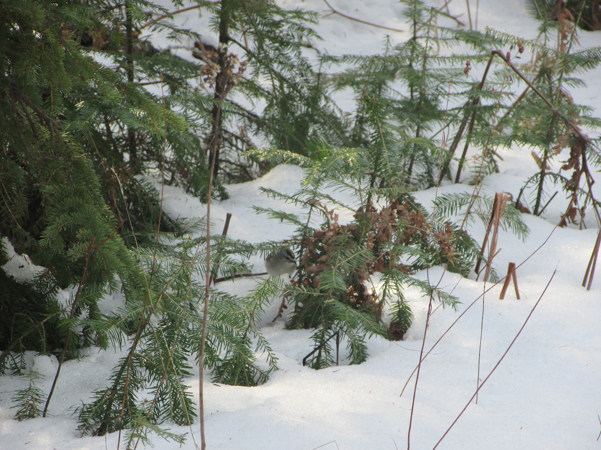 Golden-crowned Kinglet - ML72728731