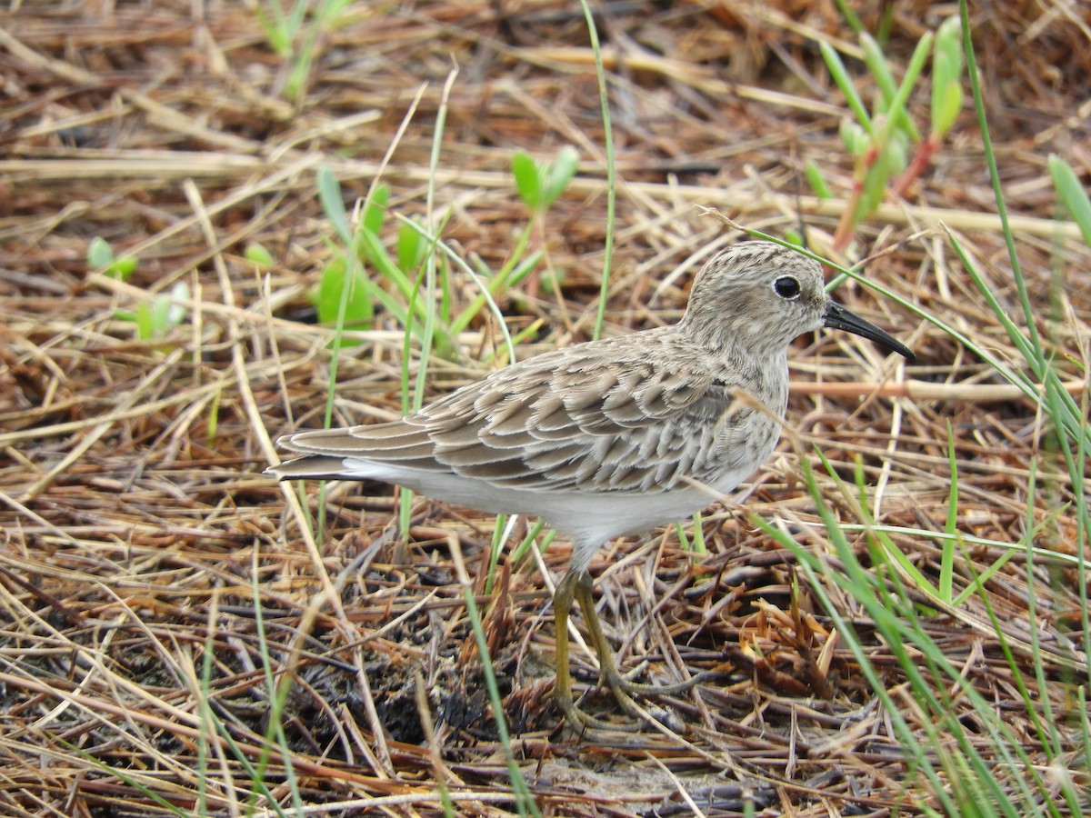 eBird Checklist - 22 Oct 2017 - Zona Arqueológica Xcambó - 20 species ...