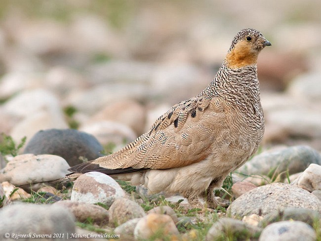 Tibetan Sandgrouse - ML727315