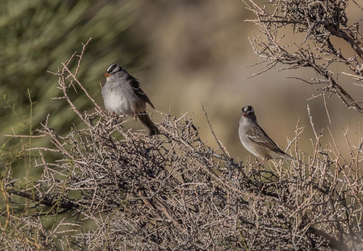 White-crowned Sparrow - ML72731521