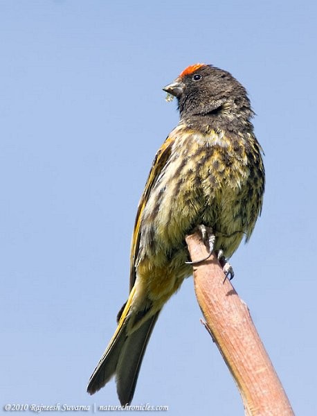 Fire-fronted Serin - ML727326