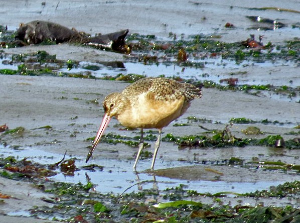 Marbled Godwit - Art Martell