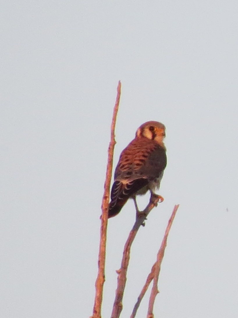 American Kestrel - Todd Deininger