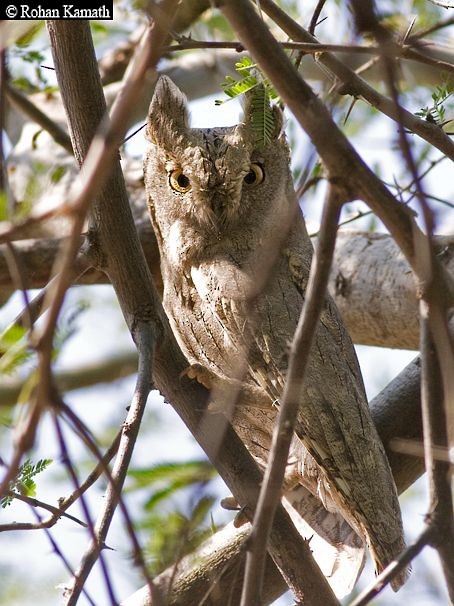 Pallid Scops-Owl - ML727363