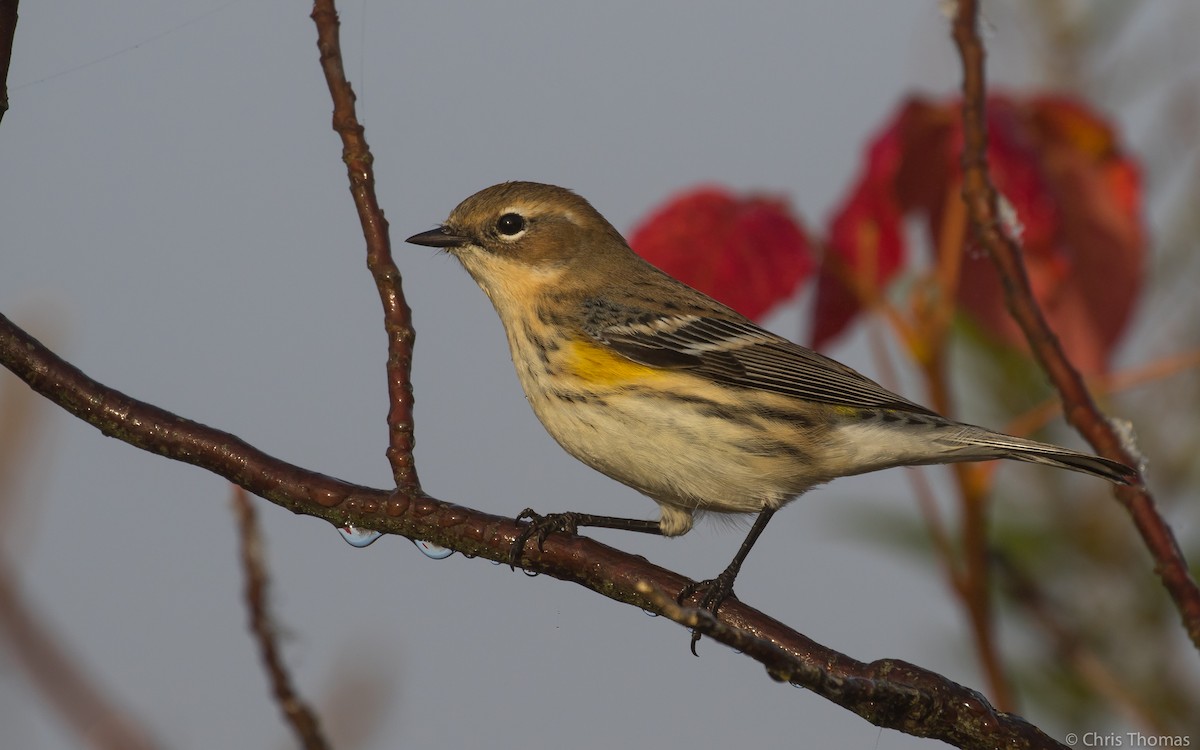 Yellow-rumped Warbler - Chris Thomas