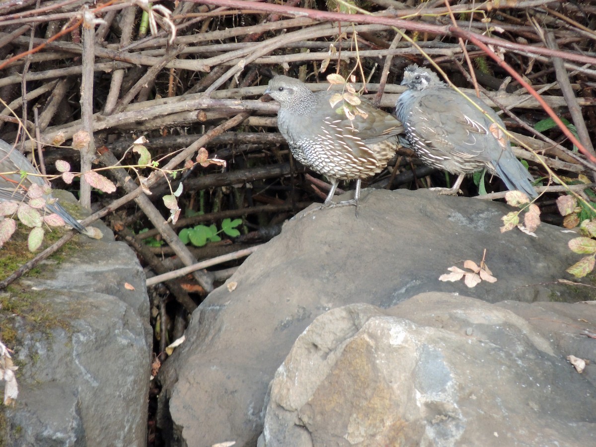 California Quail - julian hwa