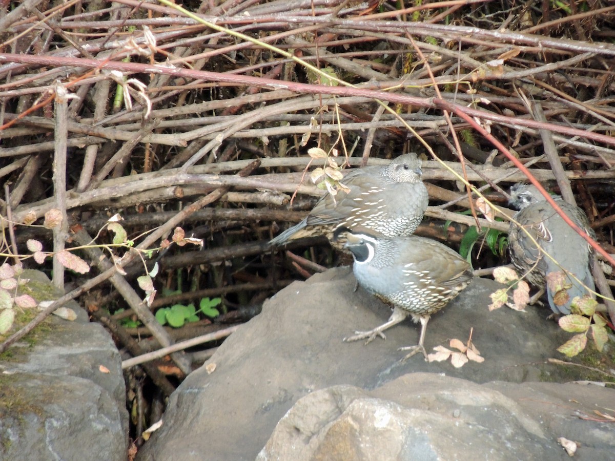 California Quail - ML72736531