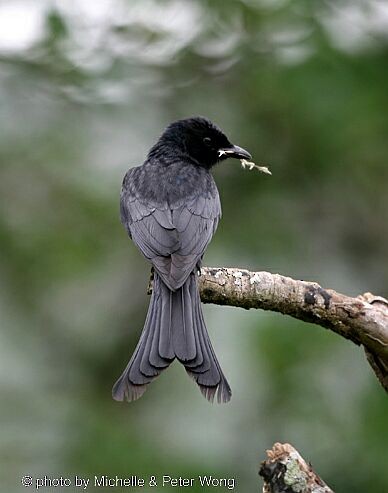 Black Drongo - ML727375