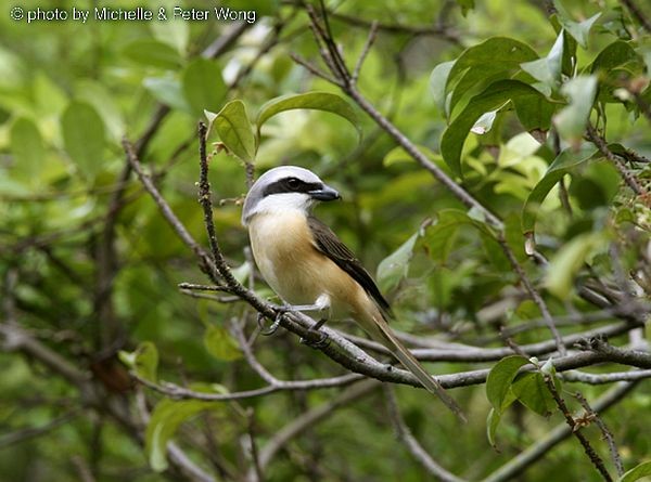 Alcaudón Pardo (lucionensis) - ML727376