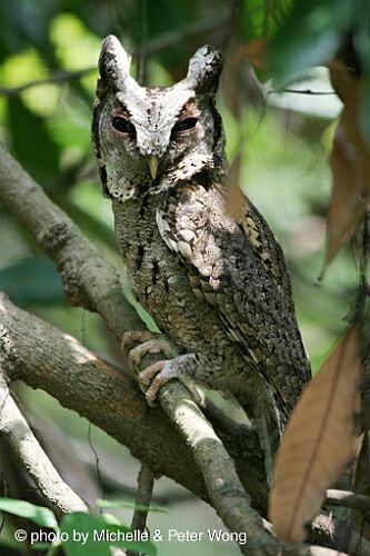 Collared Scops-Owl - ML727377