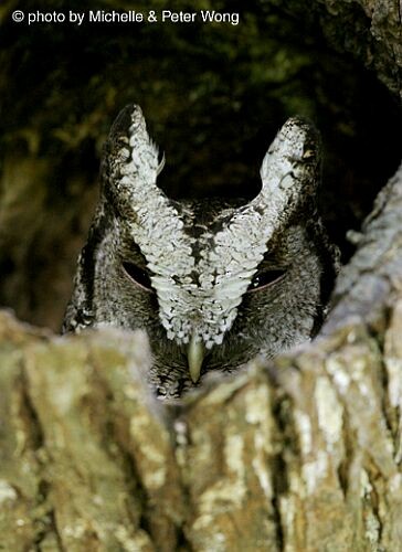 Collared Scops-Owl - ML727378