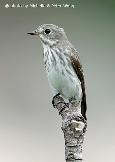 Gray-streaked Flycatcher - ML727379