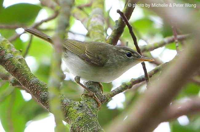 Ijima's Leaf Warbler - ML727380