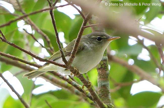 Ijima's Leaf Warbler - ML727381