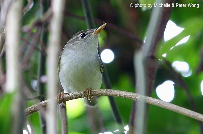 Ijima's Leaf Warbler - ML727382