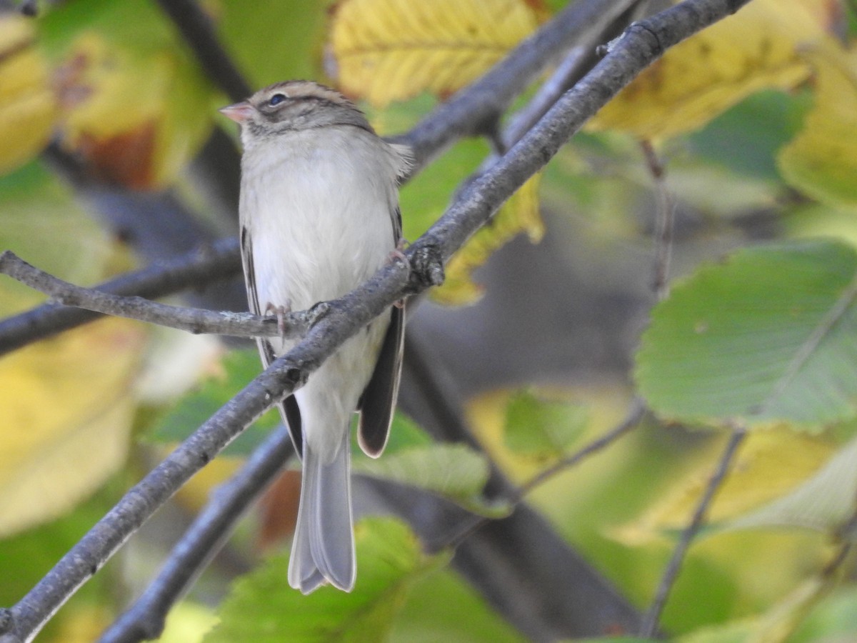 Chipping Sparrow - ML72738961