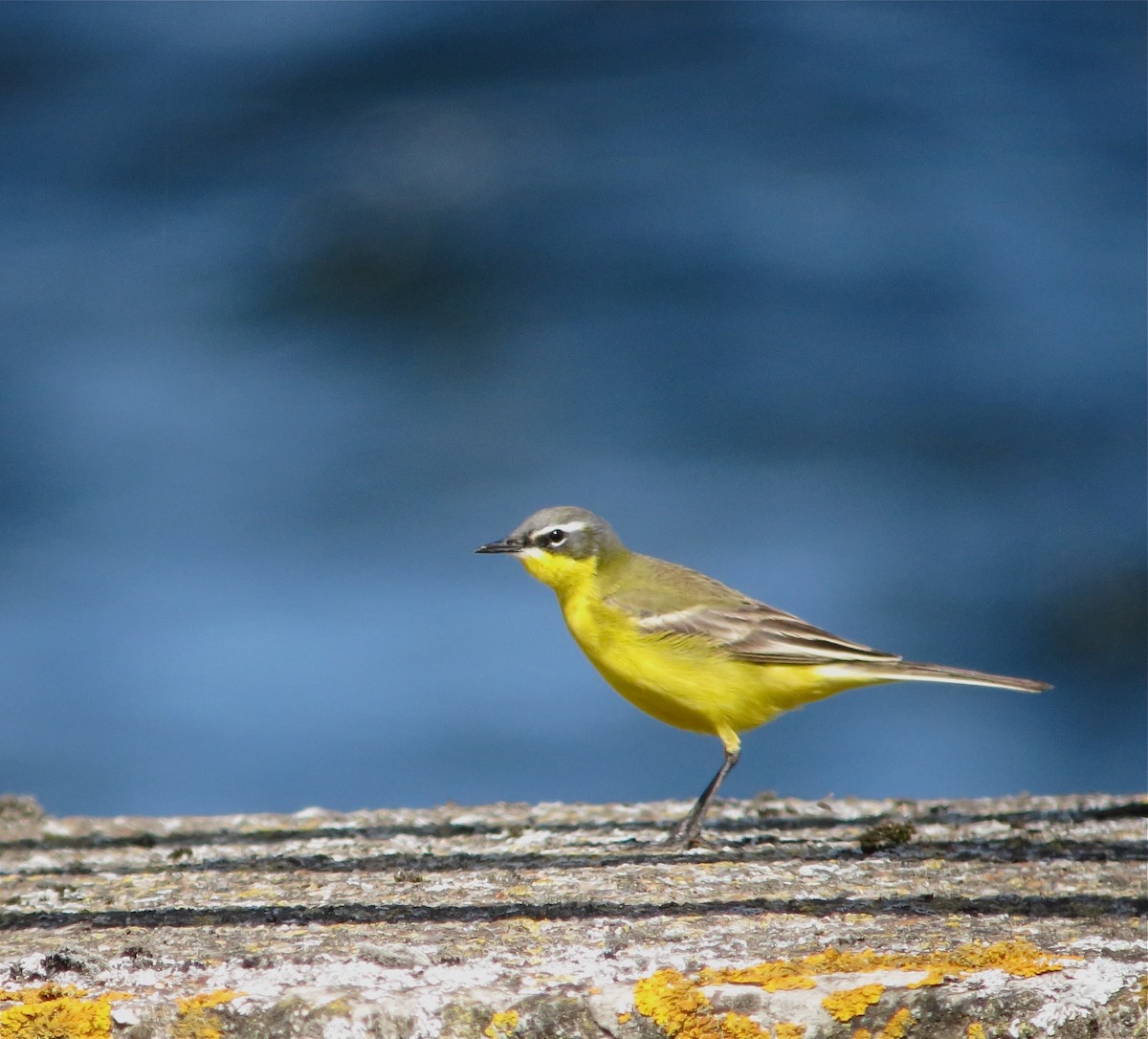 Western Yellow Wagtail - Jean Broadhvest