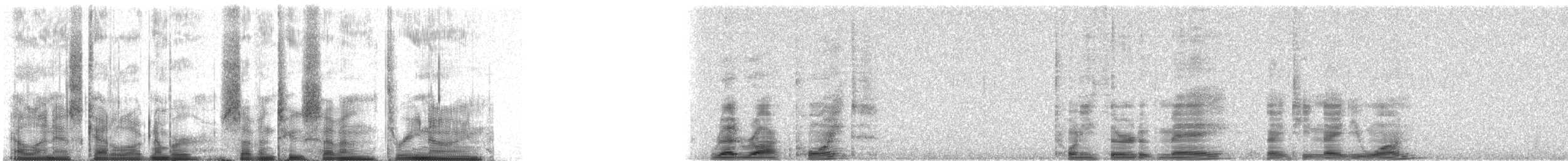 Common Loon - ML72739