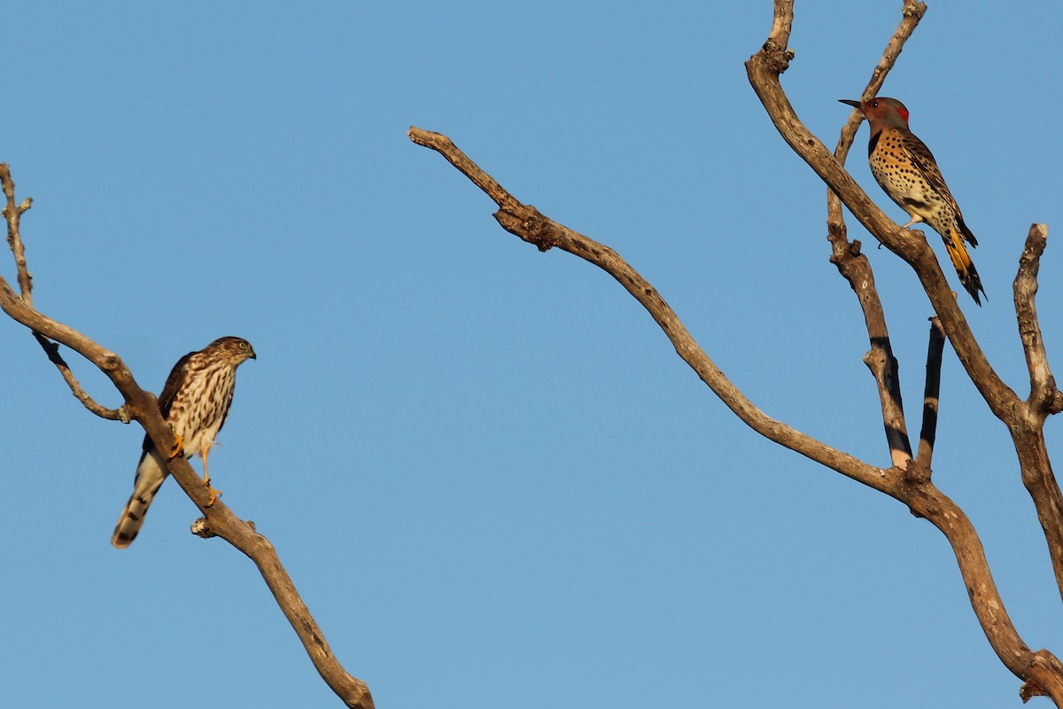 Sharp-shinned Hawk - ML72739401