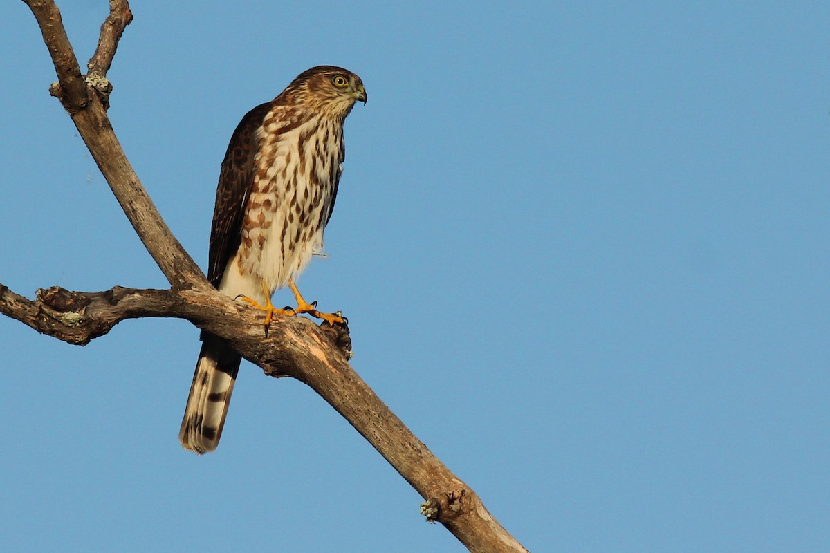 Sharp-shinned Hawk - Rob Bielawski